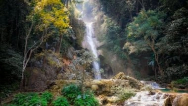 Science News | Scientists Develop New Tracking System for Monitoring Danger to Rainforests