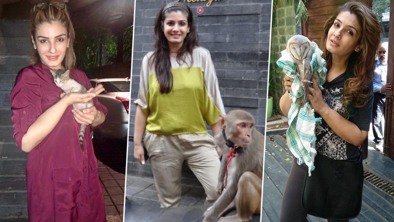 Raveena Tandon Shares Pics of Rescued Animals, Says ‘My House Has Become like Dr Dolittle’s Home’