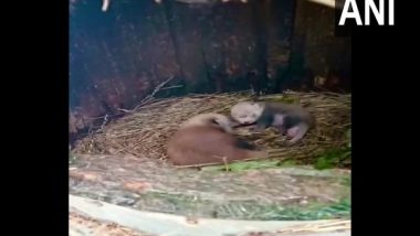 West Bengal: Female Red Panda Gives Birth to Two Cubs at Padmaja Naidu Himalayan Zoological Park in Darjeeling (See Pics)