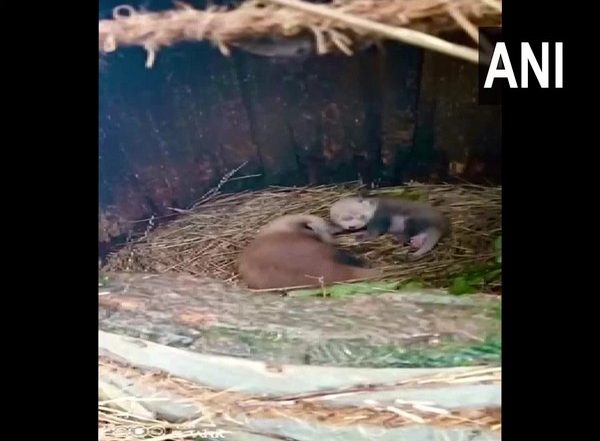 West Bengal: Female Red Panda Gives Birth to Two Cubs at Padmaja Naidu Himalayan Zoological Park in Darjeeling (See Pics)