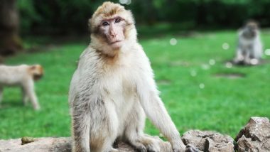 Monkey B Virus in China: First Death Reported After Beijing-Based Vet Succumbs To The Infection
