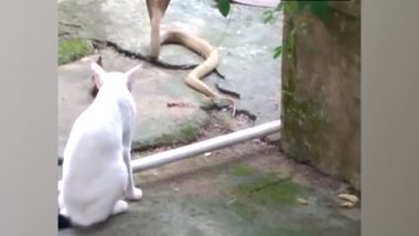 Odisha: Pet Cat Protects Bhubaneswar Family From Cobra, Stands Guard For 30 Minutes (See Pics)