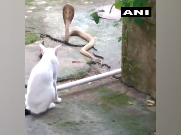 Odisha: Pet Cat Protects Bhubaneswar Family From Cobra, Stands Guard For 30 Minutes (See Pics)