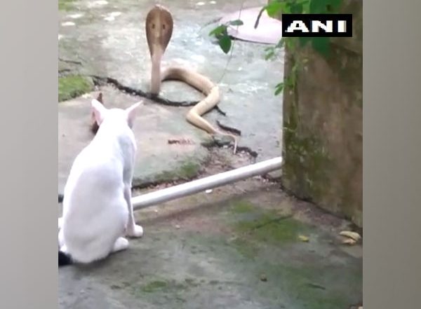 Odisha: Pet Cat Protects Bhubaneswar Family From Cobra, Stands Guard For 30 Minutes (See Pics)