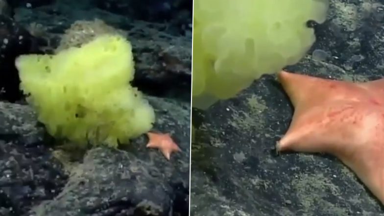 Hertwigia and Chondraster, Real-life ‘Spongebob Squarepants’ & ‘Patrick Star’, Spotted in Atlantic Ocean By Marine Biologists; Watch Video