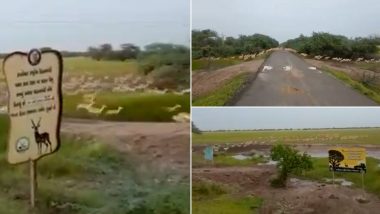 Gujarat: Over 3,000 Black Bucks Cross Road at Bhavnagar's Blackbuck National Park (Watch Video)