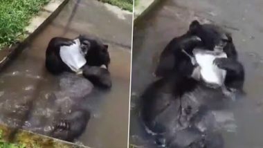 Daddy, The Himalayan Black Bear of Bengal Safari, Seen Playing With Block of Ice To Beat the Heat in Siliguri (Watch Video)