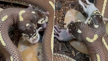 Two-Headed Snake Swallows Two Mice Simultaneously, Viral Clip Will Send Chills Down Your Spine (Watch Video)