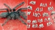 Hundreds of Spiders Found in Small Plastic Vials Inside Air Parcel From Poland, Seized by Customs Officials at Chennai International Airport