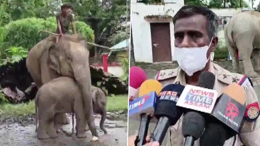 Assam: Female Elephant and Her Calf Taken to Bokakhat Police Station for Allegedly Killing a Boy in Golaghat District (See Pics)