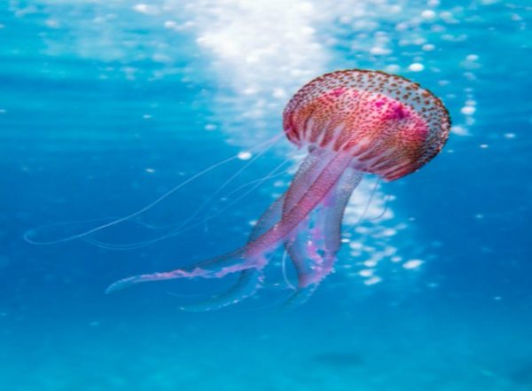 Study Sheds Big Light on Ocean Nutrients With Tiny Organisms' Help