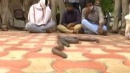 Snake Smuggling in Andhra Pradesh: 4 Held With Endangered Species of 3 &lsquo;Red Sand Boa Snakes&rsquo;