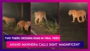 Two Tigers Crossing Road At Night In Viral Video, Anand Mahindra Calls Sight 'Magnificent&rsquo;