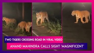 Two Tigers Crossing Road At Night In Viral Video, Anand Mahindra Calls Sight 'Magnificent’