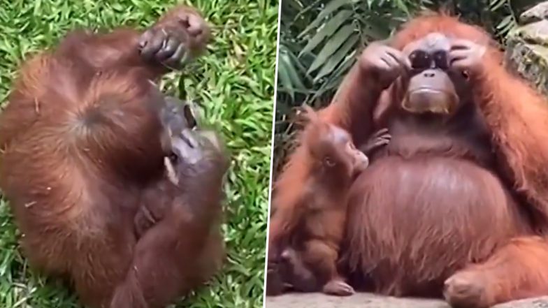 A Cool Orangutan Sports Sunglasses After Visitor Drops It Into The Primate’s Enclosure at Indonesian Zoo, TikTok Video Goes Viral