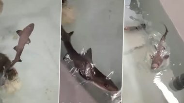 Baby Shark Born in Italy Aquarium Filled With Only Female Sharks For A Decade