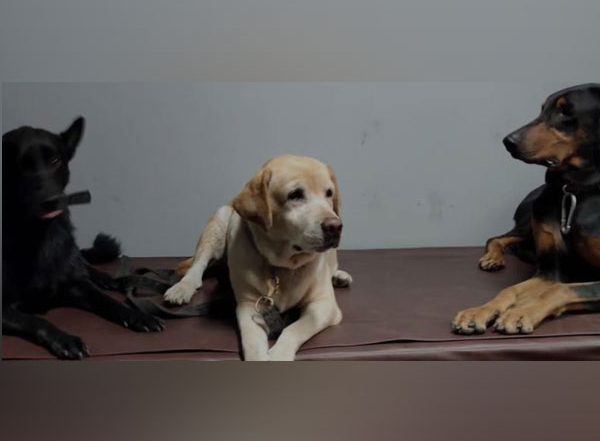 ITBP's K9 Kabul Heroes Roobi, Maya and Bobby Move to Chhattisgarh in AC First Class Railway Coach