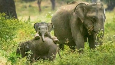 World Elephant Day 2021 Wishes: Netizens Share Messages, Quotes & Images on Twitter To Highlight The Plight Of The Incredible Animal