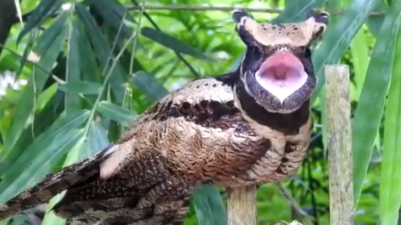 Great Eared Nightjar, Rare Bird Species, Spotted in Upper Assam's Kakopathar (Watch Video)