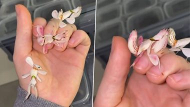 Viral Video Of Orchid Mantis Will Leave You Amazed, Watch Beautiful Insects Called Hymenopus Coronatus