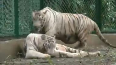 Surat Zoo Receives a Pair of White Tigers from Rajkot Zoo Under Animal Exchange ... - Latest Tweet by ANI