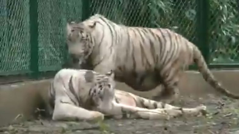 Surat Zoo Receives a Pair of White Tigers from Rajkot Zoo Under Animal Exchange … – Latest Tweet by ANI