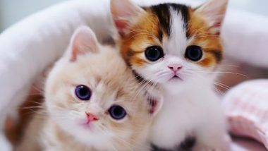 Funny Videos Of Cats – Latest News Information updated on August 20, 2021 |  Articles & Updates on Funny Videos Of Cats | Photos & Videos | LatestLY