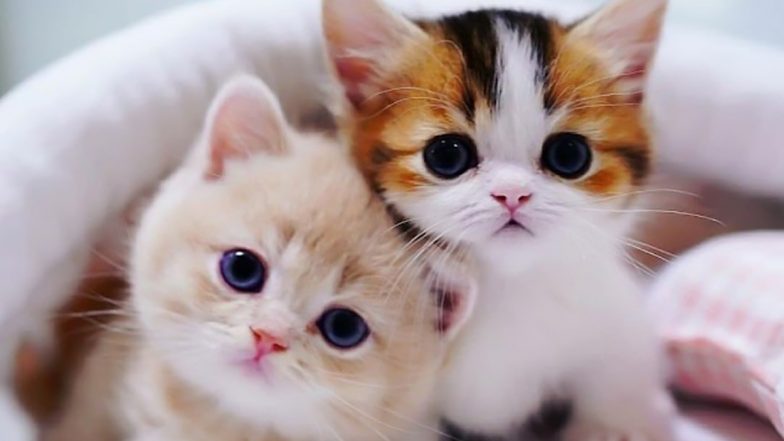 Funny Cat Videos: Cute and Adorable Cat and Kitten Clips To Relax Your