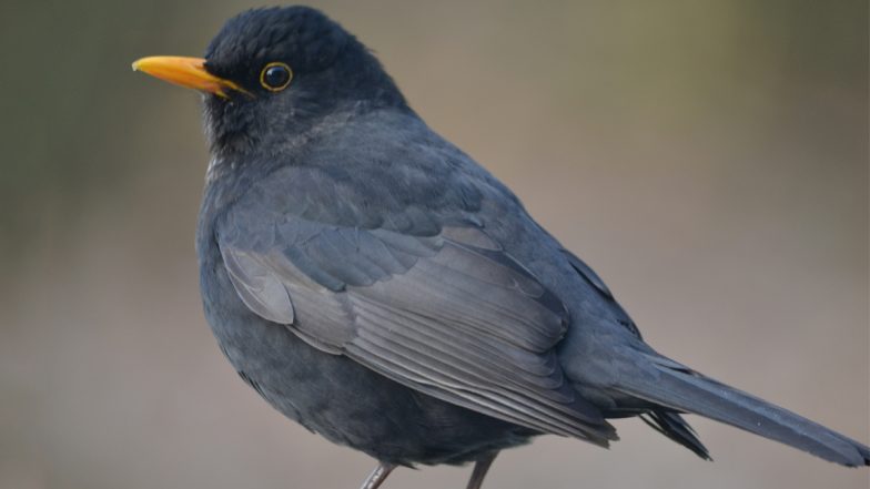 Unique Birds' Brain Shape May Hold Clue to Why They Outlived Non-Avian Dinosaurs: Study