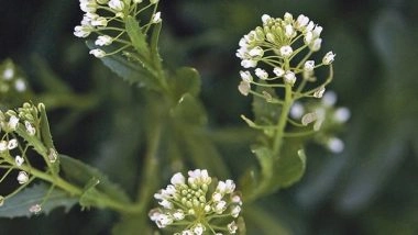 Science News | Study Suggests Stinkweed Could Make Cleaner Biojet Fuel