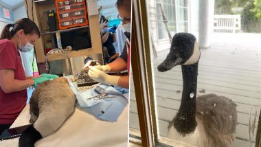Loyal Goose Anxiously Taps Glass Window While Mate Undergoes Foot Surgery Inside Wildlife Hospital