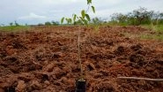 World News | India Adds 3 Million Hectares of Forest Area to Achieve Land Degradation Neutrality