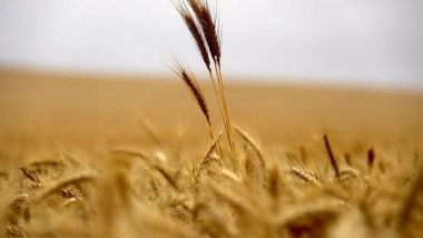 Health News | Millet Based Diet Can Help in Managing Blood Glucose Levels