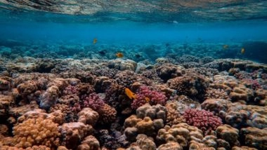 Science News | Study Challenges Dogma in Conservation Biology Regarding Coral Reefs