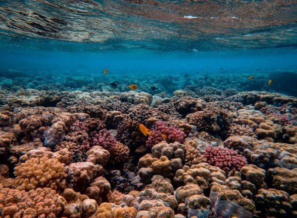 Science News | Study Challenges Dogma in Conservation Biology Regarding Coral Reefs