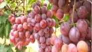 India News | Farmers in Karnataka's Chickaballapura Elated with High Demand, Good Prices of Grapes