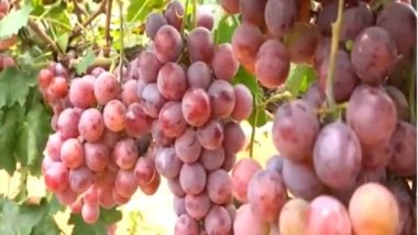 India News | Farmers in Karnataka's Chickaballapura Elated with High Demand, Good Prices of Grapes