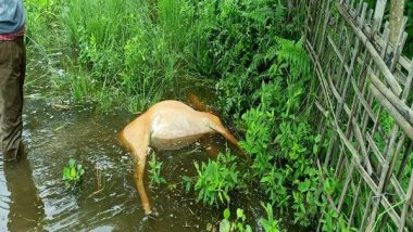 Assam: Female Swamp Deer Found Dead on Kaziranga National Park Boundary