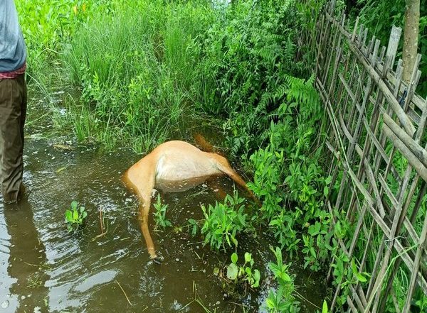 Assam: Female Swamp Deer Found Dead on Kaziranga National Park Boundary