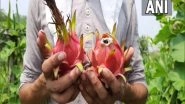 India News | Orchadist in J-K's Kathua Plants Dragon Fruit, Attracts Locals