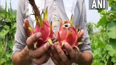 India News | Orchadist in J-K's Kathua Plants Dragon Fruit, Attracts Locals