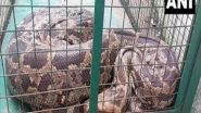 India News | Ten-feet-long Python Rescued from River in Vadodara