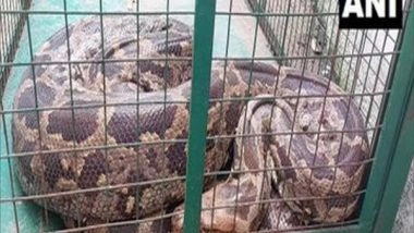 India News | Ten-feet-long Python Rescued from River in Vadodara