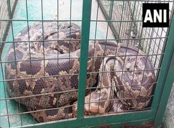 India News | Ten-feet-long Python Rescued from River in Vadodara