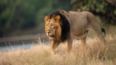 India News | PM Modi Lauds Conservation Efforts, Notes Steady Increase in India's Lion Population