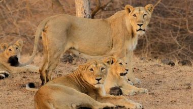 World Lion Day 2021: PM Narendra Modi Says ‘Last Few Years Saw Steady Increase in India’s Lion Population’