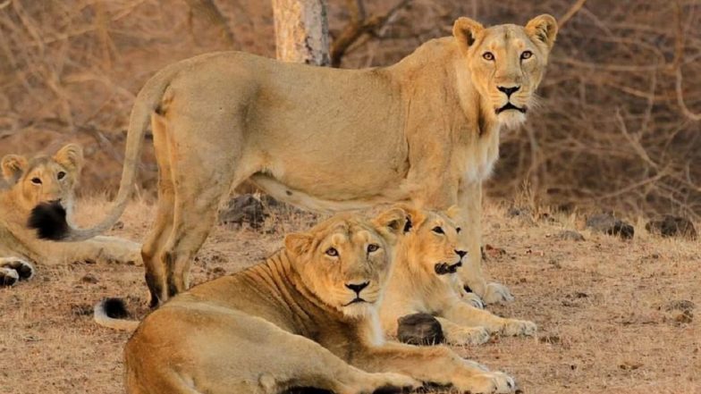 World Lion Day 2021: PM Narendra Modi Says ‘Last Few Years Saw Steady Increase in India’s Lion Population’