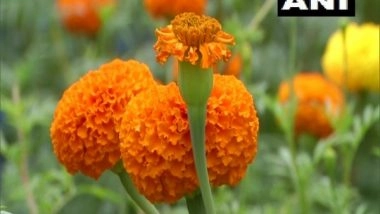 India News | With Home-grown Marigold Flowers, Kerala Group of Friends Kickstart Business This Onam