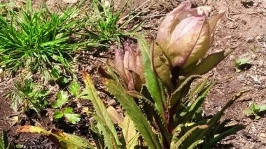 India News | Highest Herbal Garden of India Situated at 11,000 Feet Established in Uttarakhand