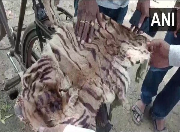 India News | One Held with Tiger Skin, Nails in Odisha